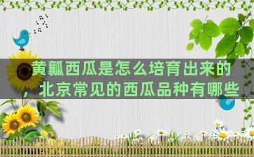 黄瓤西瓜是怎么培育出来的，北京常见的西瓜品种有哪些